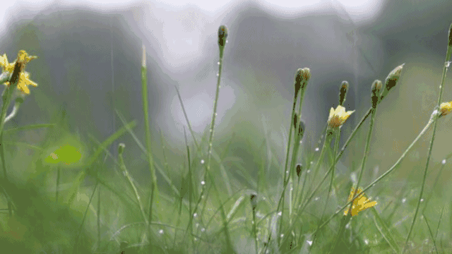 下雨季節(jié)